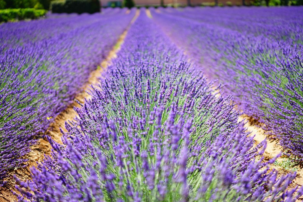 HomeCamper Lavender Provence (7)